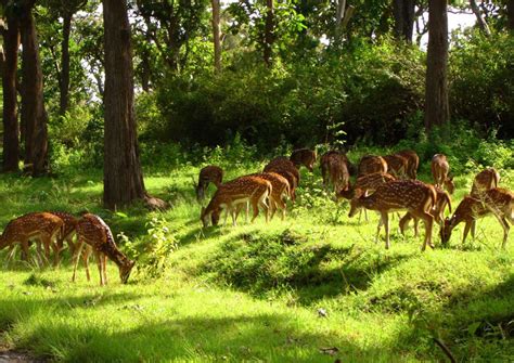 Barnawapara Wildlife Sanctuary Chhattisgarh - Chhattisgarh Tourism