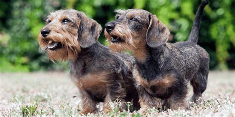 Wire Haired Dachshund: A Furry Fluff