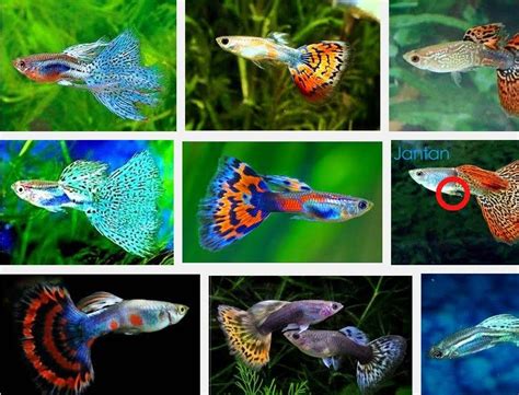 Jenis-JENIS IKAN HIAS Air Tawar? Berikut Daftar Nama Ikan Hias Beserta ...