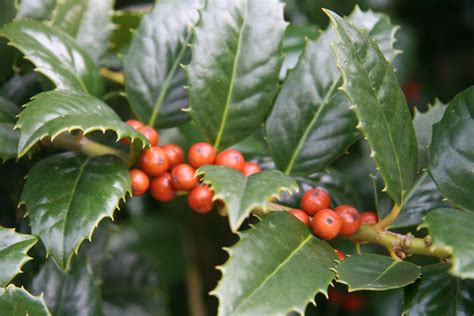 Welcome to the Pitt County Arboretum: Holly Berries at the Arboretum