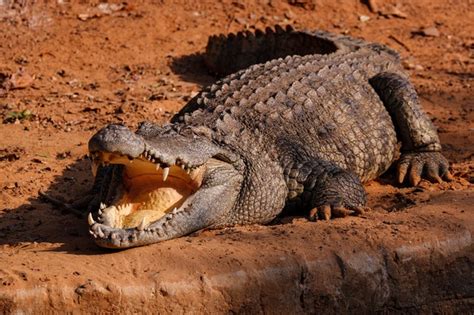 Giant Crocodile Gustave Captured