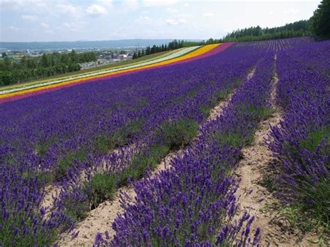 Recommended Season, Spots, and Travel Itinerary to Enjoy the Lavender ...