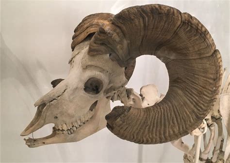 Jaws! Feeding Adaptations in Mammals – Museum of Zoology Blog