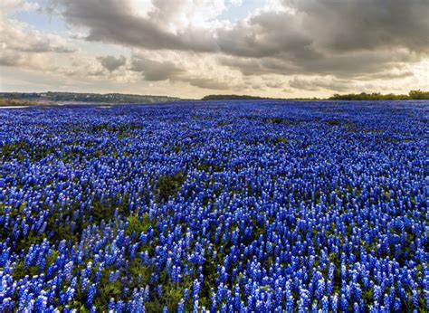 Do You Know Texas Has 5 State Flowers?