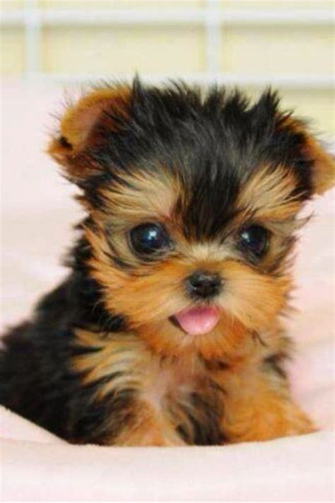 Pin de Cindy D. en Animals | Perros yorkshire terrier, Perros yorkshire, Perros