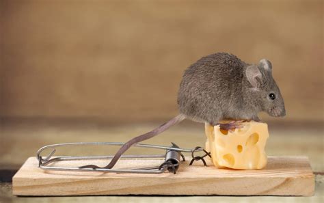 Best Bait For Mouse Traps [Mice Catching Tips!] - Mouse Trap Guide