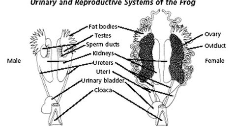 Vasa efferentia in frog carry sperms to