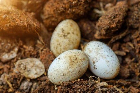 Snake Eggs vs Lizard Eggs: How to Tell the Difference