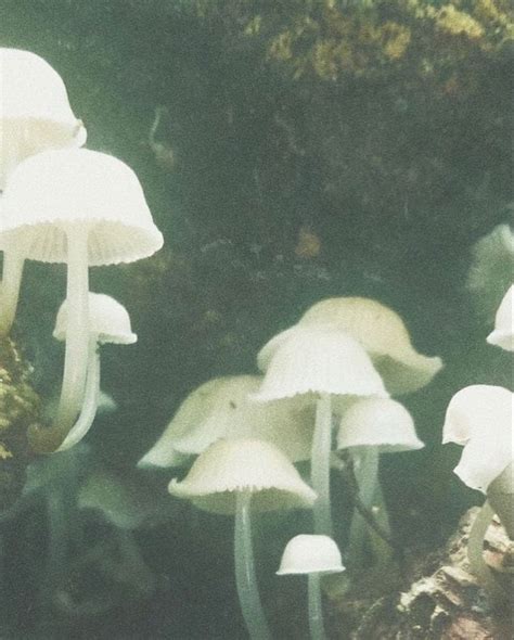 mushroom alt creepy Grunge Fairy Aesthetic, Dark Green Aesthetic, Fairy ...