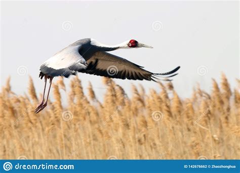 White-naped Crane Flight Characteristics Stock Photo - Image of ...