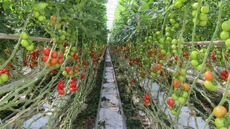 Rochelle Firm Grows Hydroponic Tomatoes Year-Round | WNIJ and WNIU