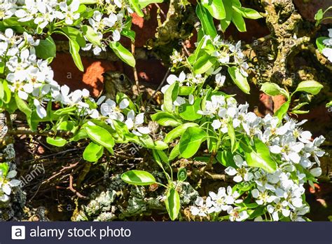 Thrush nest hi-res stock photography and images - Alamy