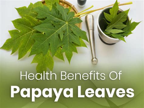 22 Incredible Health Benefits Of Papaya Leaves - Boldsky.com