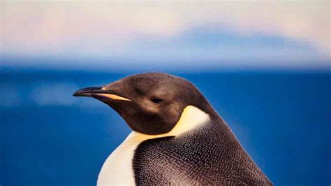 Emperor penguins: Aptenodyptes forsteri