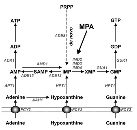 Schematic representation of the purine nucleotide synthesis pathway in ...