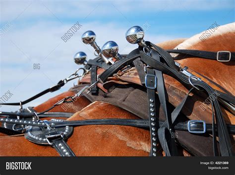 Draft Horse Harness Image & Photo (Free Trial) | Bigstock