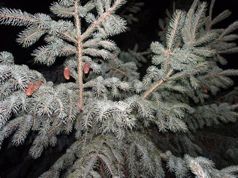 Snow on pine trees stock photo. Image of cold, glowing - 108421380