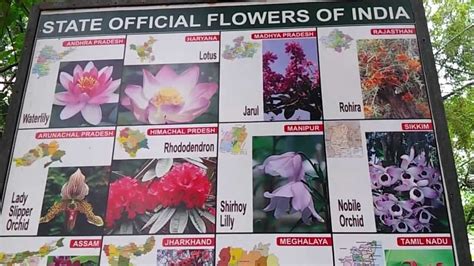 List of Indian State Flowers Video State Official Flowers Of India State Wise - YouTube