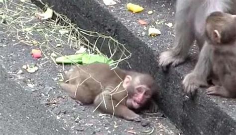 Baby Monkey Is Crying And Alone ... Until Mom Shows Up - The Dodo