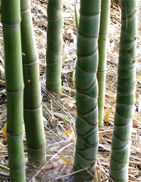 Phyllostachys aurea Fish pole Bamboo, Golden Bamboo | Bamboo Garden