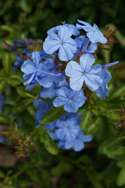 Photo #50874 | Plumbago auriculata | plant lust