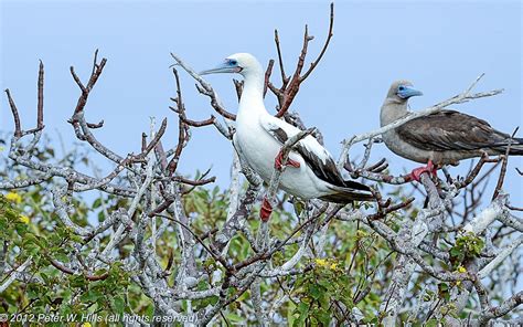 Booby Red-Footed (sula sula) male & juvenile - Galapagos - World Bird Photos