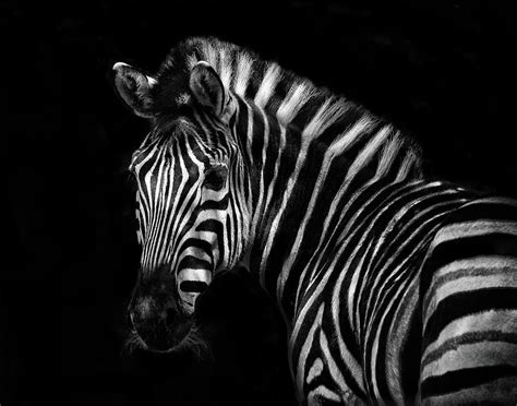 Zebra lines in black and white - Wildlife photo Photograph by Stephan ...