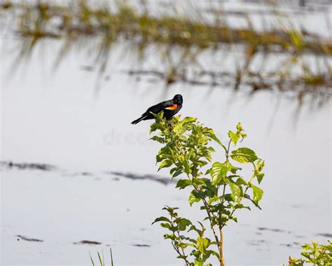 Red-Winged Blackbird at Clarence Cannon National Wildlife Refuge Stock Image - Image of bald ...