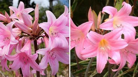 Rare Bulbous Plants of the Family Amaryllidaceae - Best Landscape Ideas