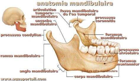 Mandibule : définition et explications