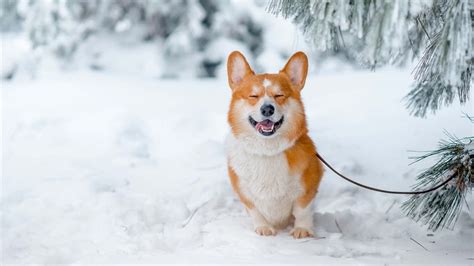 Download Winter Corgi Dog Wallpaper | Wallpapers.com