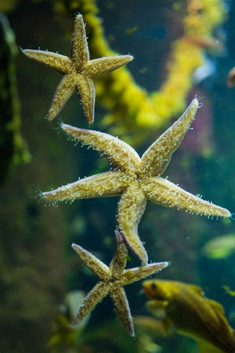 Starfish hanging to aquarium glass wall - Creative Commons Bilder