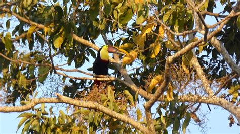 toucan singing costa rica - YouTube