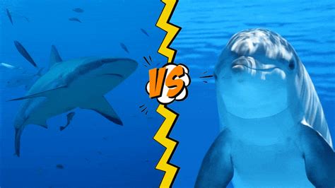 Dolphin vs Shark