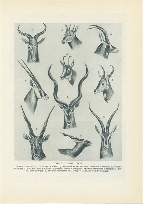 1949 Antelope's Horns Chart