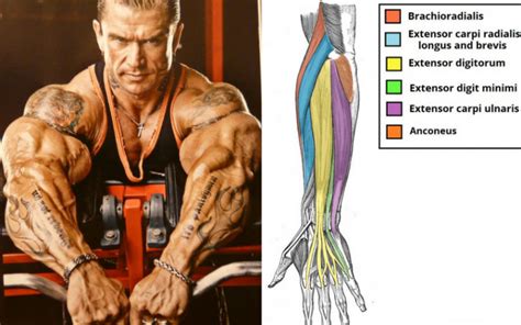 Start Doing These 6 Forearm Exercises for Ultimate Gains