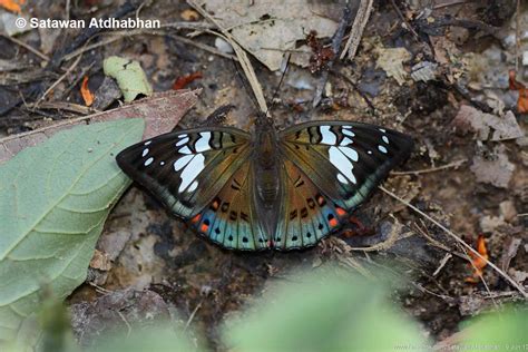 Euthalia Lubentina Chersonesia3 - Thai Butterfly Trips