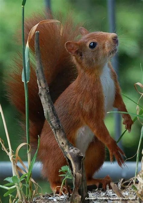 17 Best images about Squirrel anatomy on Pinterest | Memento mori, Cute ...