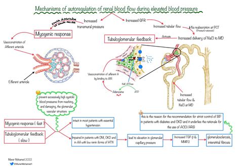 Edgar V. Lerma 🇵🇭 on Twitter: "Renal Physiology 101: Excellent illustrations from @MunerMohamed1 ...