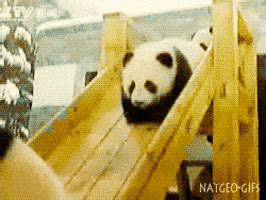 Funny Panda GIFs - Find & Share on GIPHY