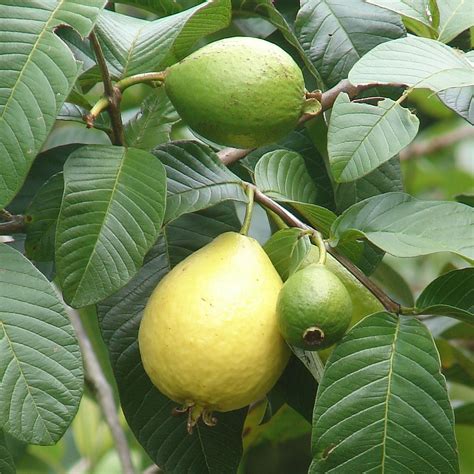 Polynesian Produce Stand : ~BEAUMONT PINK GUAVA~ Psidium guajava Red fleshed RARE FRUIT TREE ...