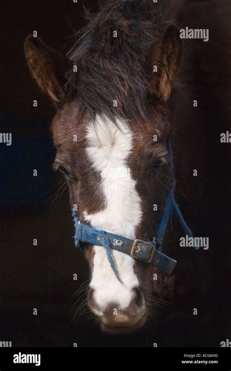 Pony Head Stock Photo - Alamy