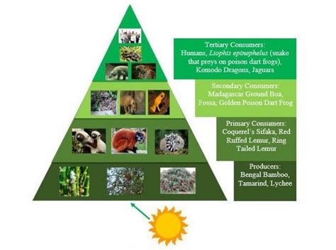 Trophic Pyramid Of The Rainforest