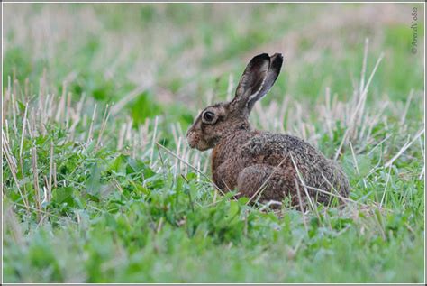 Animals in the Alps of Europe | WanderWisdom