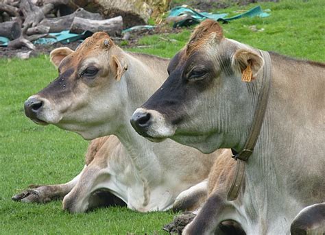 File:Jersey cows J2.JPG - Wikimedia Commons