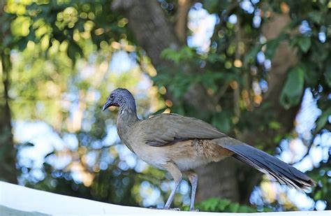 Native Birds Of Mexico - WorldAtlas