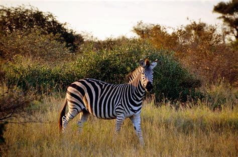 Amazing Wildlife in Kruger National Park, South Africa