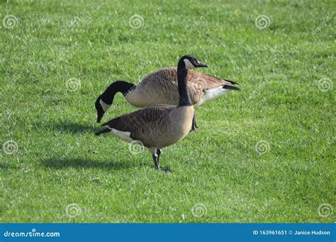 Geese Waterfowl Fall Eastern Shore Stock Image - Image of maryland ...