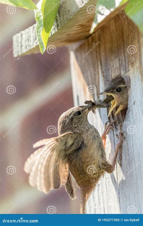 Wren Parent Bird Feeding Chicks at Nest Box. Nature Image Stock Image ...