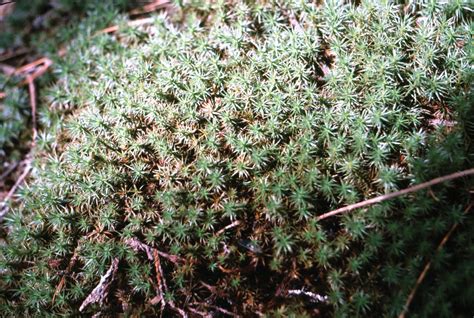 Moss | Definition, Characteristics, Species, Types, & Facts | Britannica